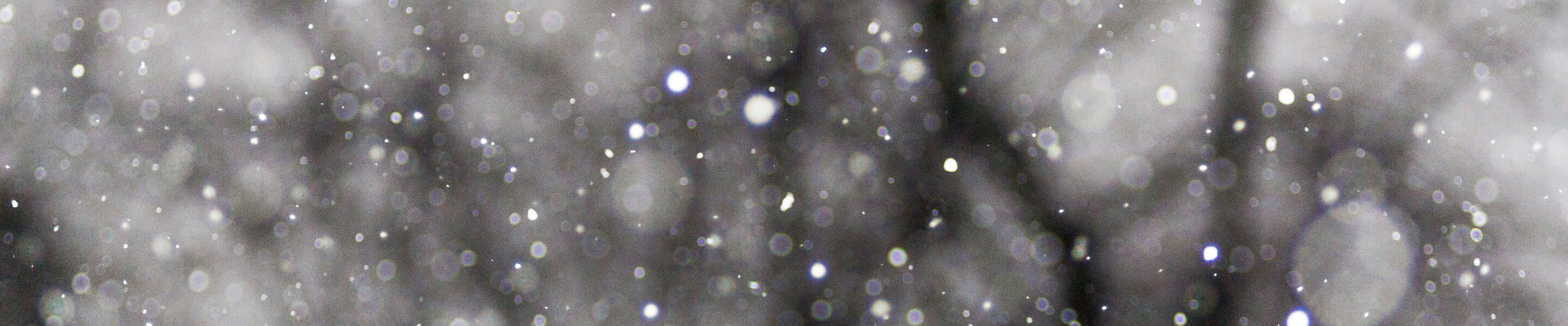 Snowflakes lit by camera flash with trees behind.