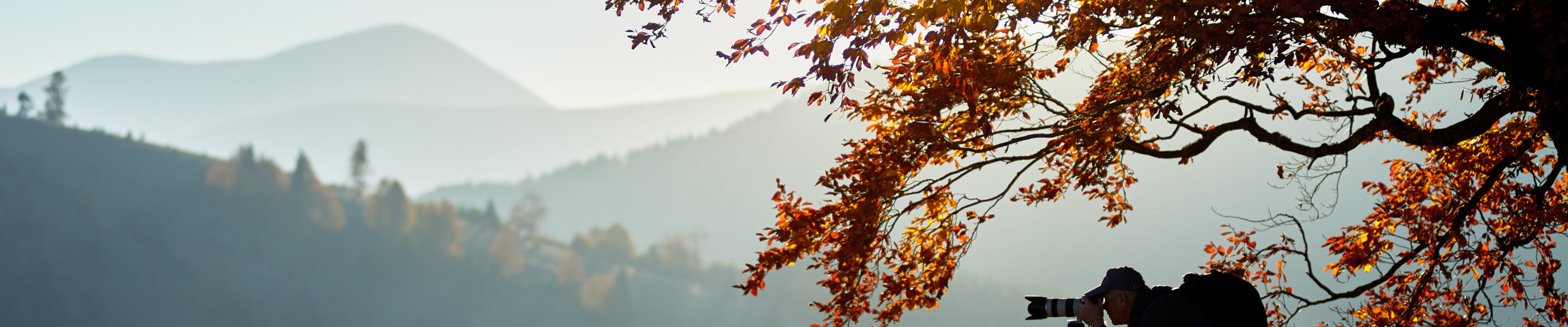 Hiker photographer taking picture of misty mountain landscape using camera on tripod on quiet autumn evening, standing on grassy valley under large tree with golden leaves under blue sky at sunset.