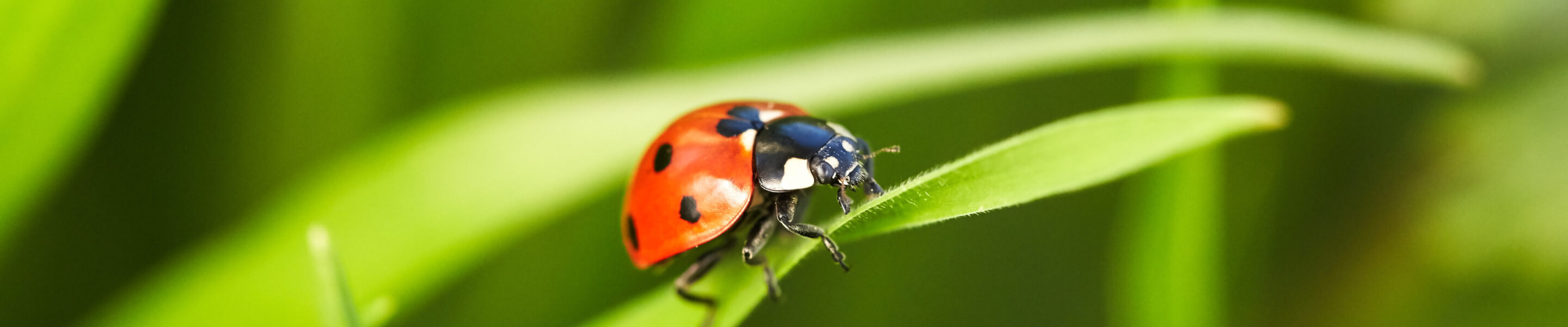 Beautiful ladybug close up
